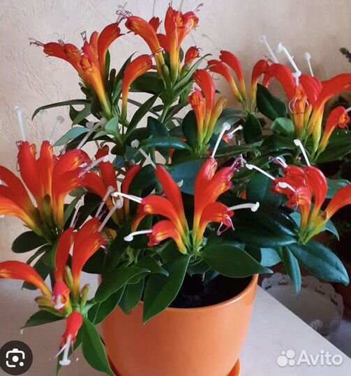 Эсхинантус