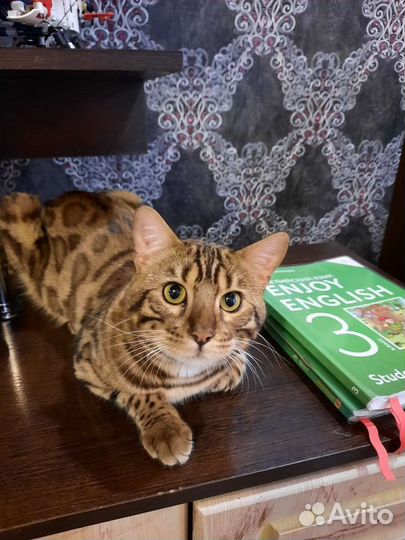 Бенгальский кот вязка