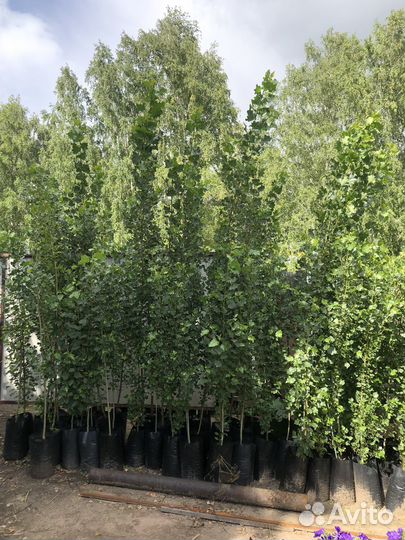 Тополь пирамидальный