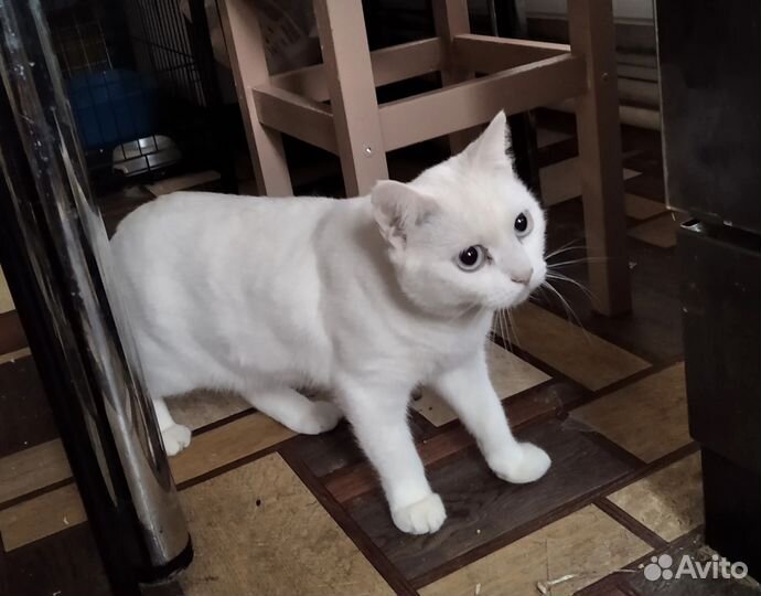 Кошка в добрые руки