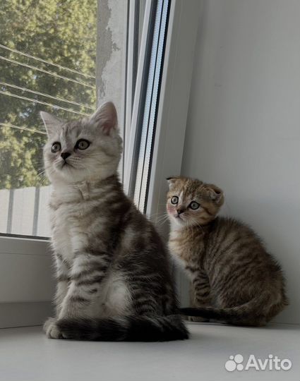 Шотландские котята