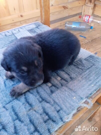 Щенки немца