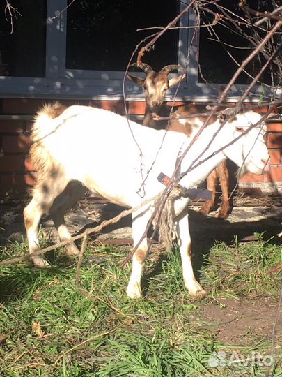Коза дойная