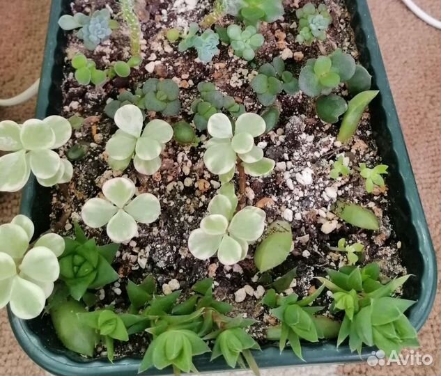 Суккуленты