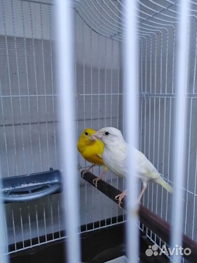Кенара и канарейки