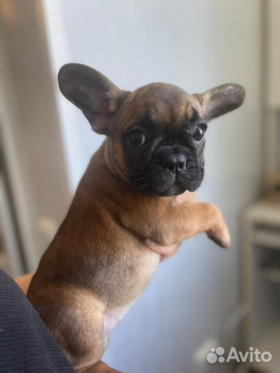 Щенки французского бульдог