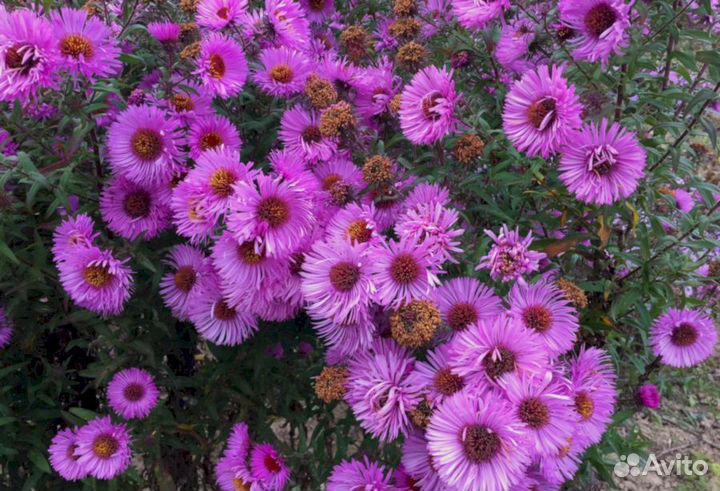 Многолетники Астра ново-английская