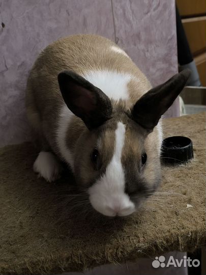 Отдам декоративного кролика в добрые руки