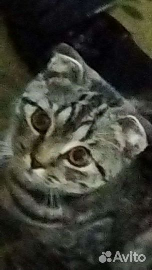 Кошки шотландцы вислоухий