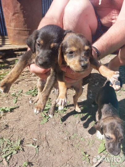 Собака в добрые руки отдам бесплатно