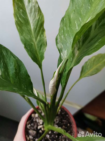 Спатифиллум Джемини с бутоном