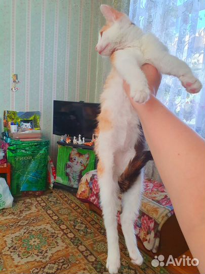 В дар котенок 4 мес трехцветка не берут зайку