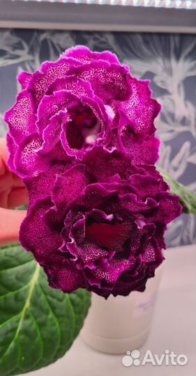 Клубни сортовых махровых глоксиний