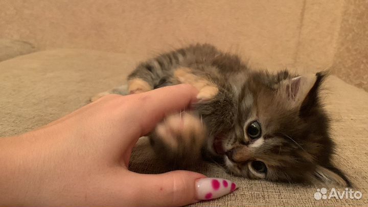 Кошка в дар