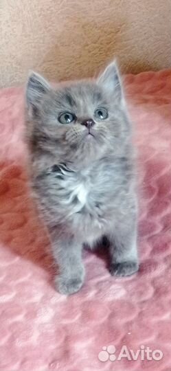Кошка (котенок)
