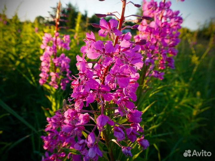 Иван-чай 1кг 2023 гранулированный, выверенный