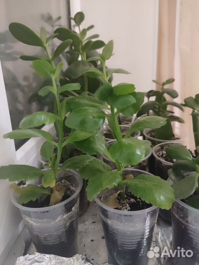 Комнатные цветы