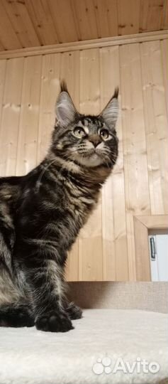 Мейн-кун девочка