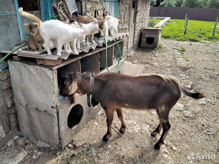 Продаются козы