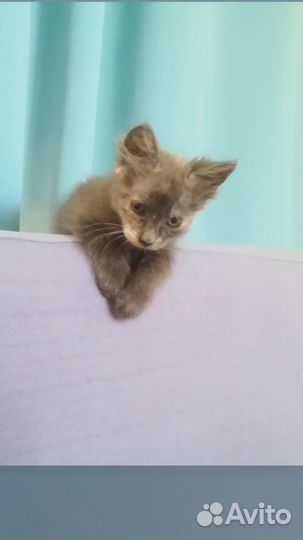 Котята в добрые руки бесплатно