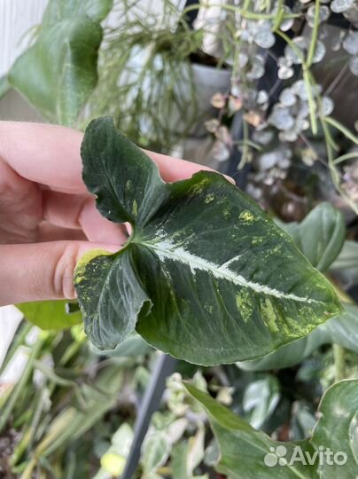 Сингониум Scrambled eggs / Яичница