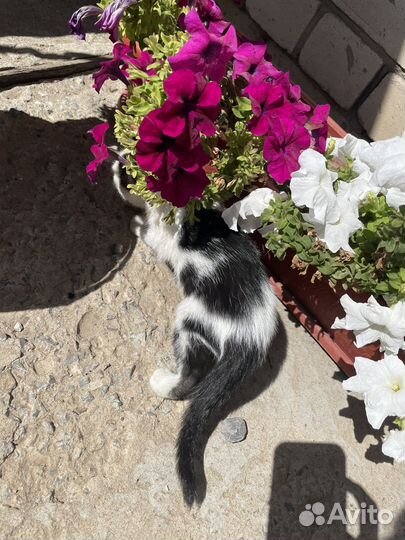 Девочка в добрые руки