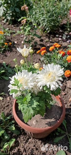 Корейская хризантема