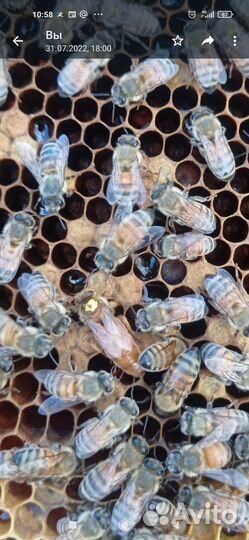 Пчелы матки плодные