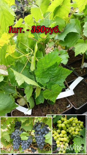 Продам виноград