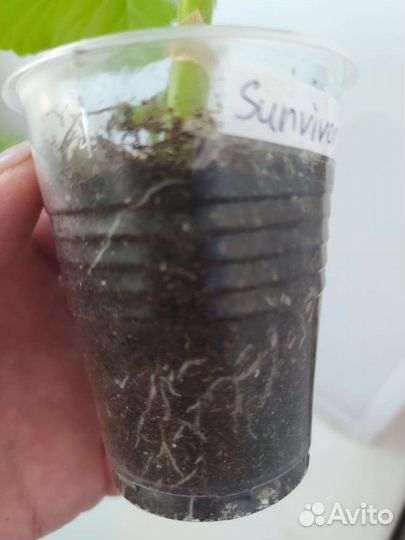 Пеларгония герань 7 сортов