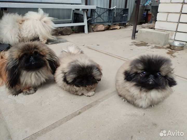 Щенки пекинеса