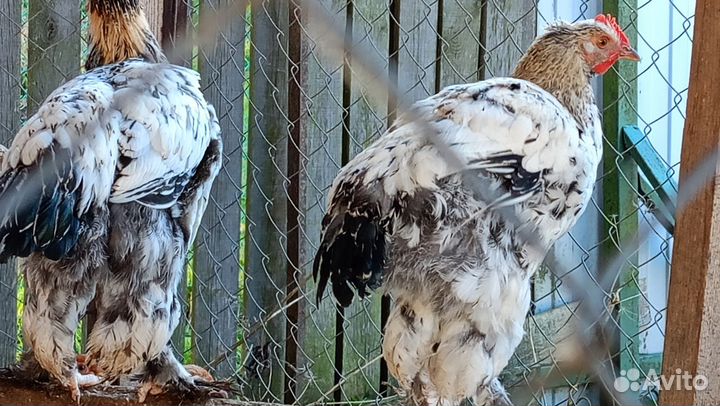 Петух брама