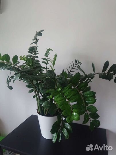 Замиокулькас