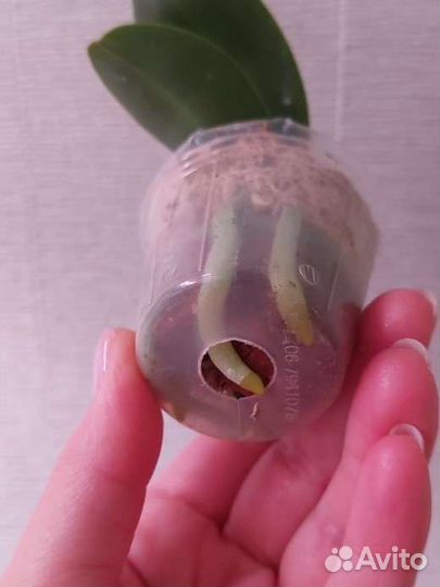 Орхидея фаленопсис Zheng Min Ziricote