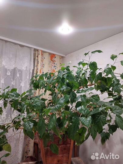 Гибискус китайская роза