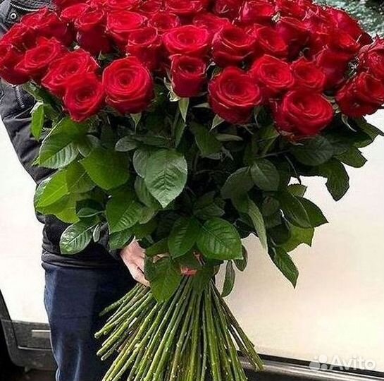 101 роза цветы букеты доставка 25 51 101 роза