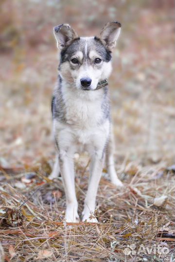 Небольшая собачка в дар