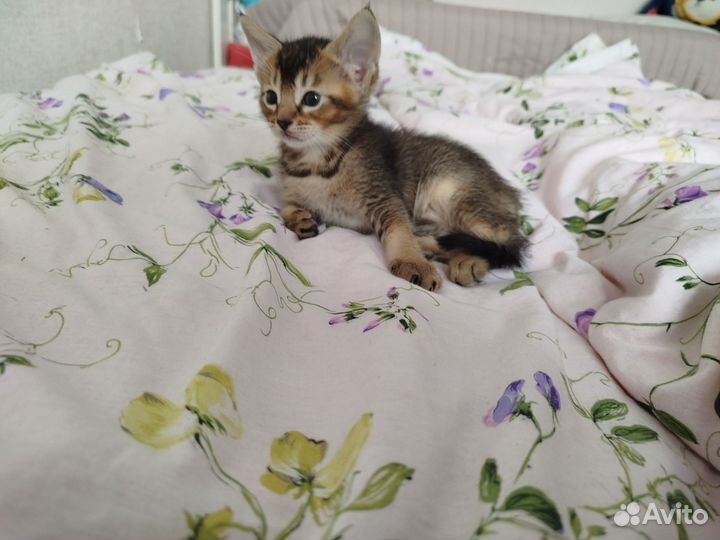 Абиссинские котята