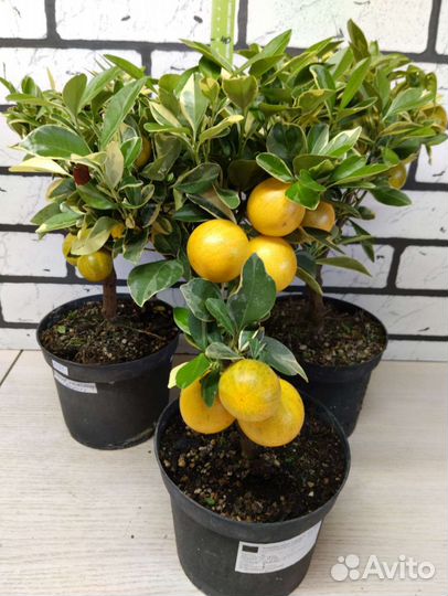 Цитрофортунелла Каламондин вариегата на штамбе