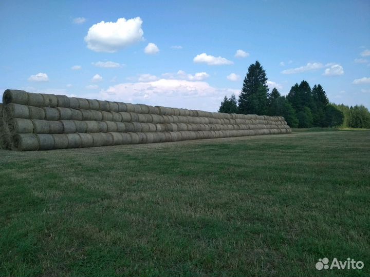 Сено в рулонах по 300-350кг