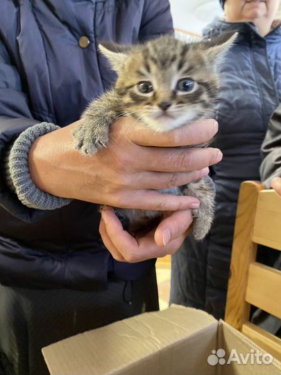 Котята в добрые руки бесплатно