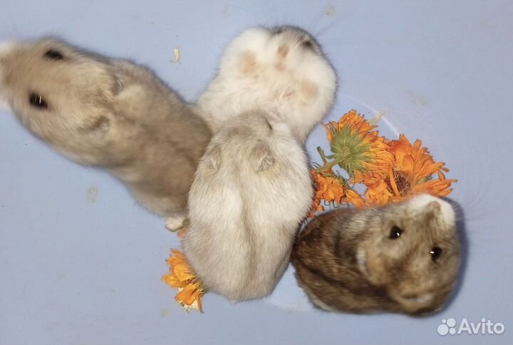 Джунгарский хомяк