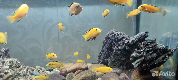 Цихлиды Лабидохромис Еллоу