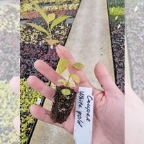 Черенки Спирея White Gold / Вайт Голд японская / Черенки кустарников зкс в кассетах для доращивания