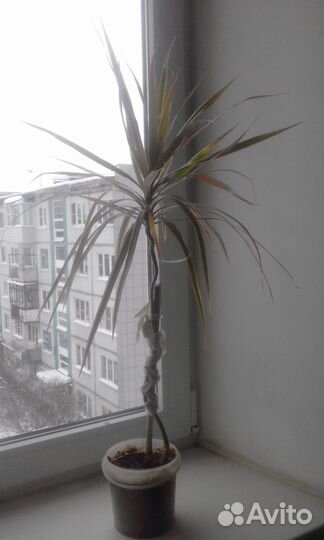 Пальмы-Драцены