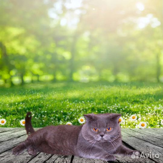 Шотландский кот для вязки