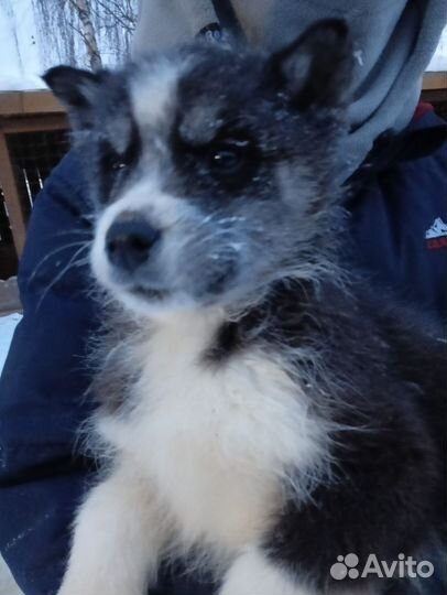 Щенок хаски