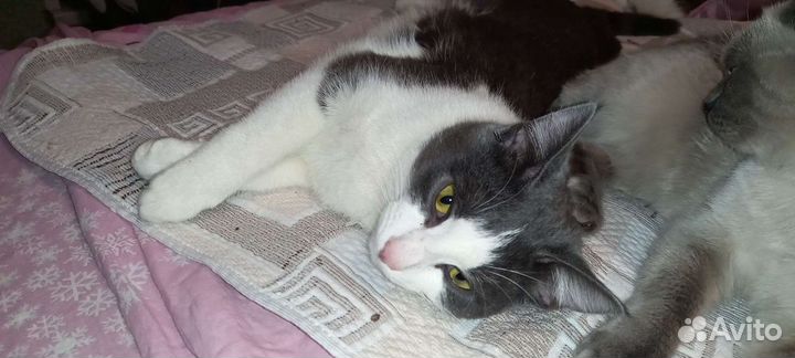 Кот кастрированный