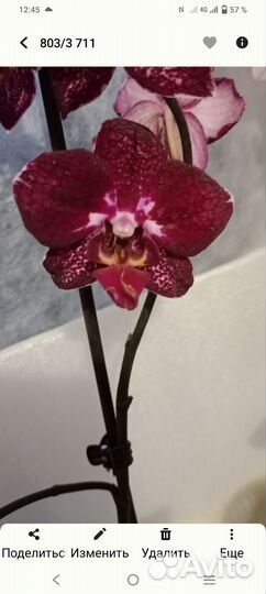Орхидея фаленопсис мультифлора