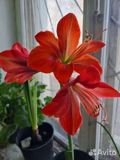 Гиппиаструм